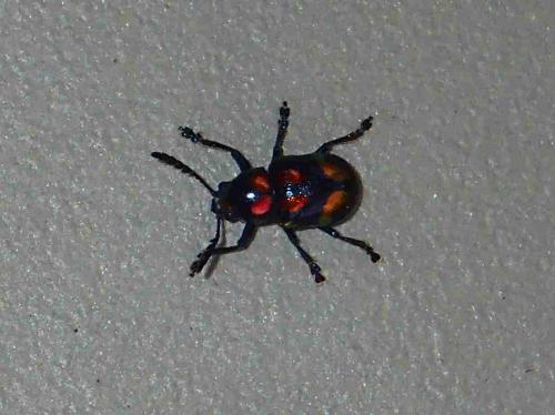 Platycorynus pyrospilotus